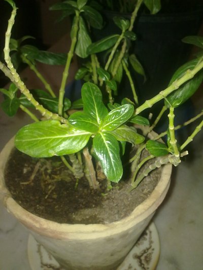 تصویر پرسش و پاسخ گیاه